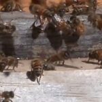 Queen's Park Beehive, Canada