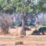 Senyati Waterhole, Botswana