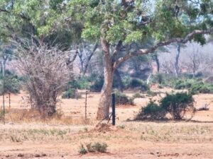 Senyati Waterhole, Botswana