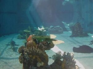 Shark Lagoon, California