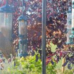Alberta Bird Feeder, Canada