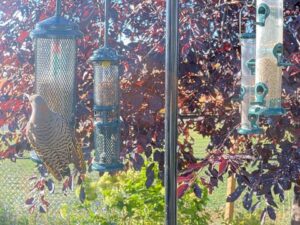 Alberta Bird Feeder, Canada