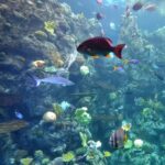 Aquarium of the Pacific, Long Beach, California