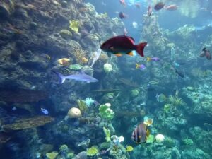 Aquarium of the Pacific, Long Beach, California