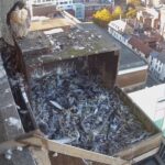 Aylesbury Peregrine Nest, England