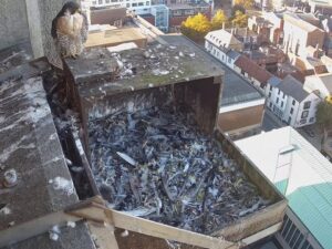 Aylesbury Peregrine Nest, England