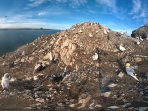 Bass Rock, Scotland
