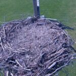 Blackbush Osprey, Canada