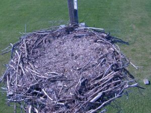 Blackbush Osprey, Canada