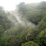 Congo Rainforest, Yangambi, DR Congo