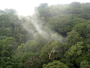 Congo Rainforest, Yangambi, DR Congo
