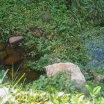 Frog Pond, Spain