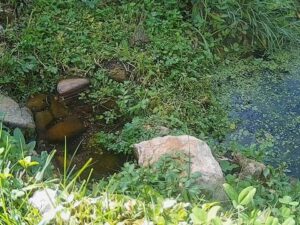 Frog Pond, Spain