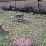 Fulltofta Stork Enclosure, Horby, Sweden