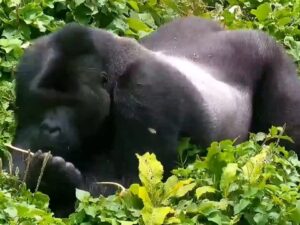 Gorilla Forest Corridor, Kasugho, DR Congo