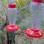 Hummingbird Feeders, Mindo, Ecuador