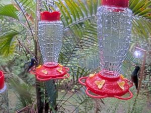 Hummingbird Feeders, Mindo, Ecuador