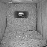 Llyn Brenig Nest Box, Wales
