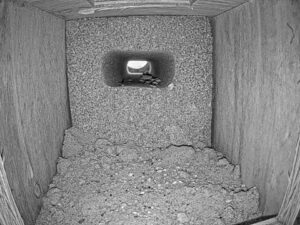Llyn Brenig Nest Box, Wales