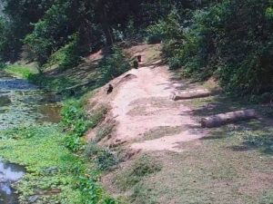 Lola ya Bonobo, Kinshasa, DR Congo