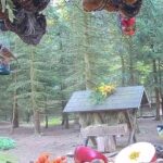 Makov Wildlife Rescue, Cizova, Czech Republic