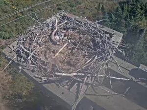 Newfoundland Osprey Nest, Canada