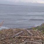Fru Rauer Osprey Nest, Norway