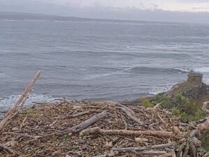 Fru Rauer Osprey Nest, Norway
