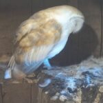 Peak District Barn Owl Nest, England