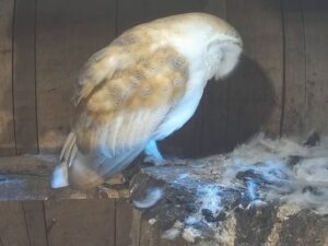 Peak District Barn Owl Nest, England