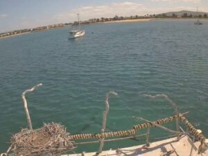 Nid de balbuzards, Port Lincoln, Australie-Méridionale