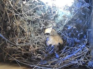 Screech Owl Boxes, Pennsylvania