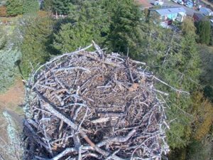 Seaside Osprey, Oregon
