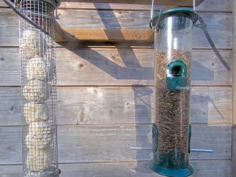 サリーの野鳥給餌器ウェブカメラ – 森林に生息するシジュウカラと