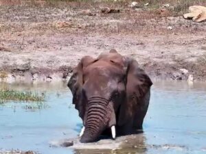 Tau Waterhole, Madikwe, South Africa