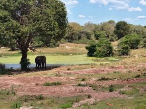 Tembe Elephant Park, South Africa
