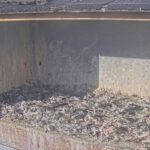 U of A Falcon Nest, Canada