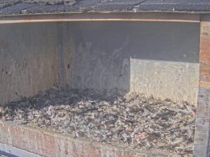 U of A Falcon Nest, Canada
