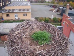 Stork Nest, Usti nad Orlici, Czech Republic
