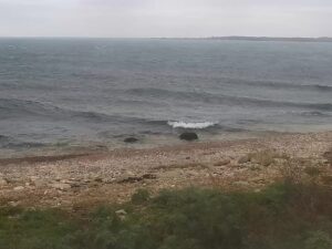 Vilsandi Gray Seals, Saaremaa, Estonia
