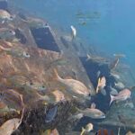 Wahoo Bay Underwater, Florida