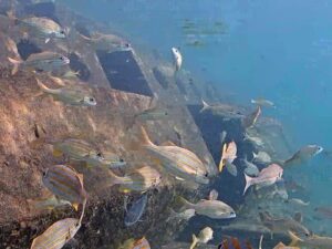 Wahoo Bay Underwater, Florida