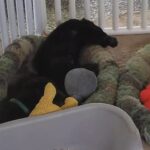Warrior Canine Connection, Maryland