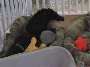 Warrior Canine Connection, Maryland