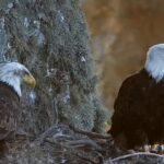 West End Bald Eagle, California