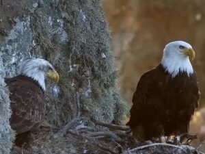 West End Bald Eagle, California